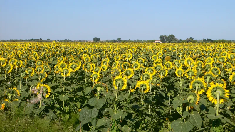 Veduta di Girasole